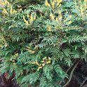 Mahonia x media 'Charity'